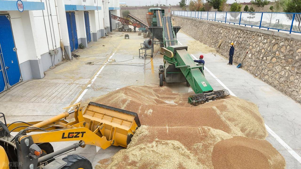 原創託市小麥拍賣清單出來了！小麥行情要反轉？