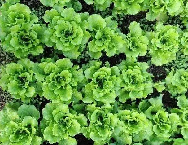 原創南瓜和它的結合，簡直就是女性的福音！經常吃它，凍齡不再是夢想