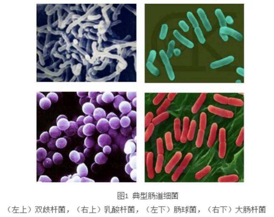 美食當前，別讓“塑形”和“忌口”偷走快樂