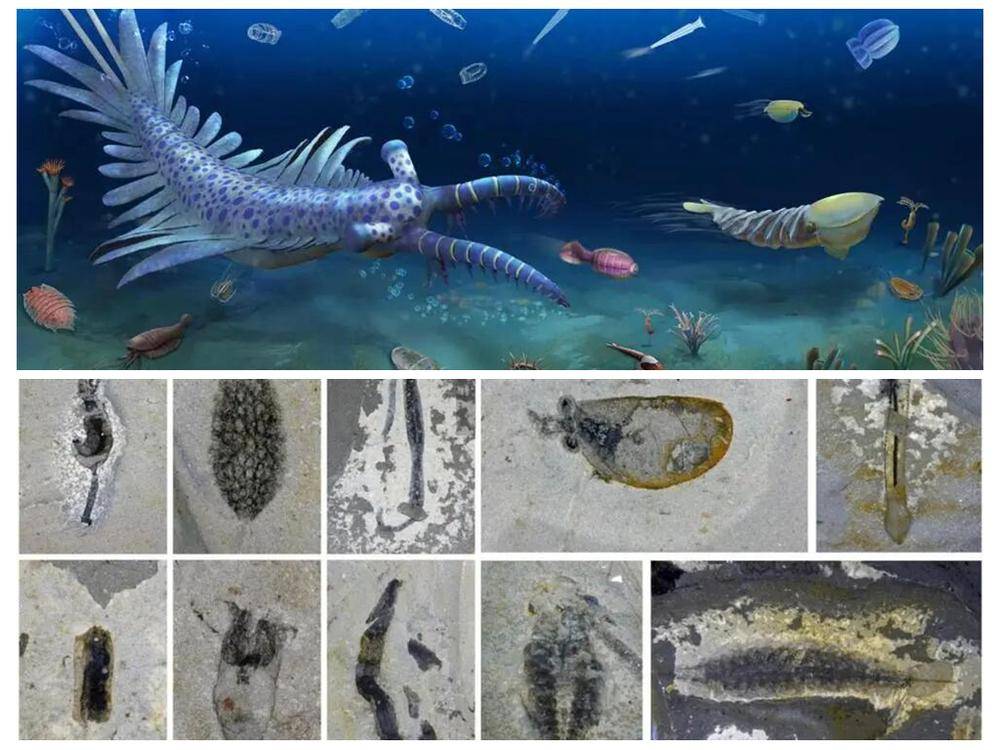 原創臨沂大學教師在《Nature》發表古生物領域重要成果