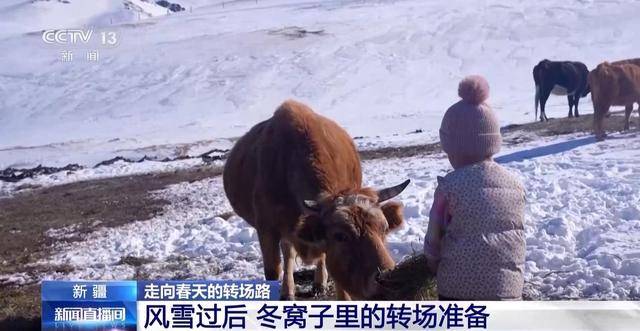 20萬餘頭牛羊“搬家”進行中 阿勒泰春季轉場有多壯觀