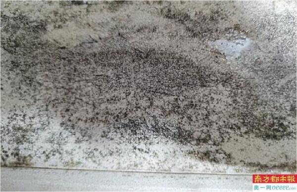 排隊十年入住公租房 牆體發黴開裂有異味