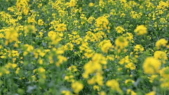 定了！北京舞蹈學院將落戶通州！這裡還將有花海演藝系列活動——